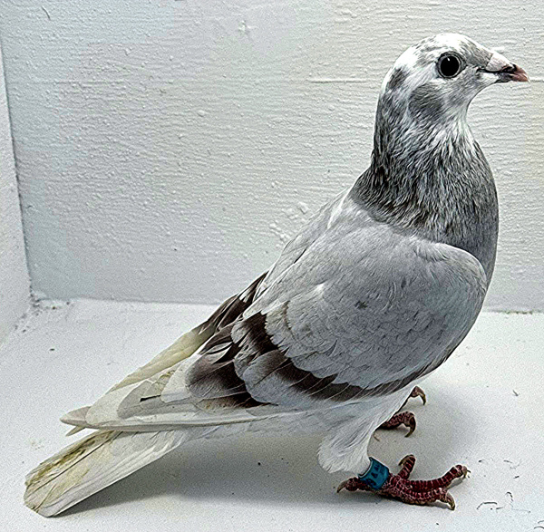 Band: AU 20199 AA 2025